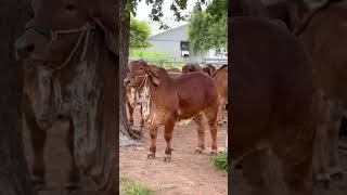 Check this Brahman ranch cow_farming viral trending brahman cow cattlefarming shorts