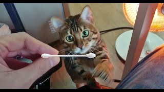 My cat is obsessed with Q-tips | #Bengalcat by Let my cat sleep 322 views 3 years ago 1 minute, 18 seconds