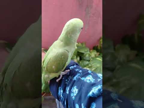 Cute parrot training 26