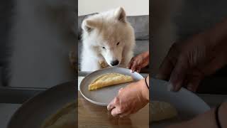 What’s your favorite Indian food? #dog #samoyed