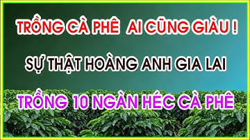 có ai trồng cà phê mà không giàu đâu, sự thật bầu Đức HAGL trồng 10 ngàn héc ta cà phê là gì?
