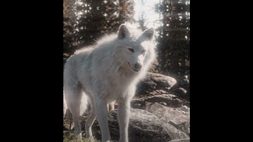 Thumbnail of "BUCK IS IN LOVE"- Buck Edit |  EMIN ft. JONY – Каmin (slowed) (TikTok remix)