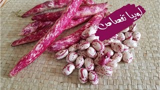 سوف تعشق أكل اللوبيا الحمرا غريني(لوبيا تفصاص) بعد تجربة هذه الوصفة الرائعة.