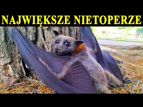 Wideo: Nietoperze