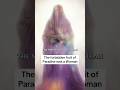 The Forbidden Fruit Was A Woman She Is Fatima On Earth Al Mansura In Heaven 