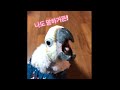 김로미 로미도 말 잘해요 짜증내는 루이 몽몽 Talking Cockatoo 김로미 로미도 말 잘해요 짜증내는 루이 몽몽 Talking Cockatoo