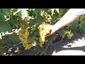 Десятка лучших сортов винограда для начинающих