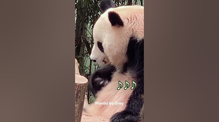 기타 연주 후 크게 하품하는 아이바오! I AiBao's lovely yawning after playing guitar 🐼🎵
