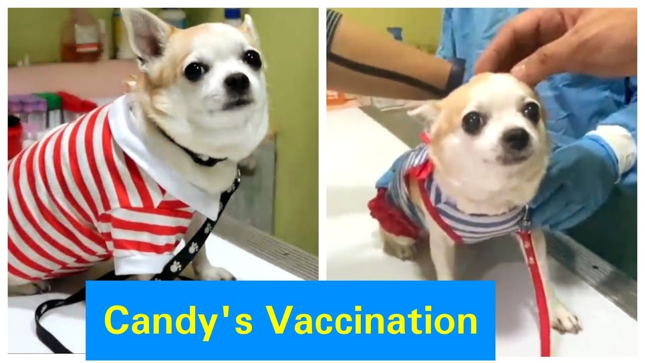 Today is Coco, Cherry, Candy Vaccination Day Sambhavna Seth