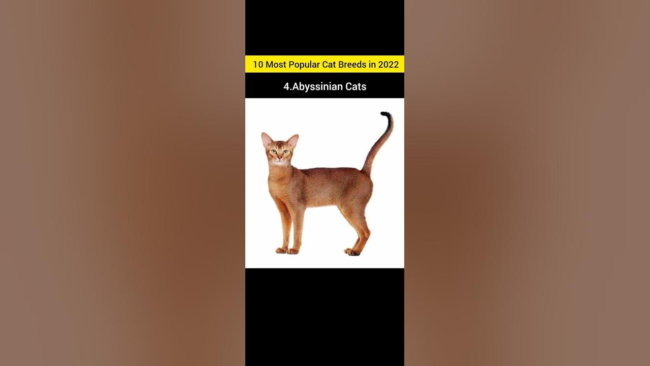 10-most-popular-cat-breeds-in-2022-facts-pets-cat-animals-top