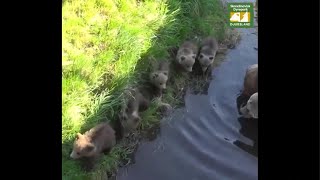 240518 Bear Cubs First Swimming -Skandinavisk Dyrepark (FB 0028)