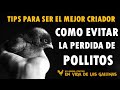 Como evitar la perdida de Pollitos durante su Crecimiento  | TIPS