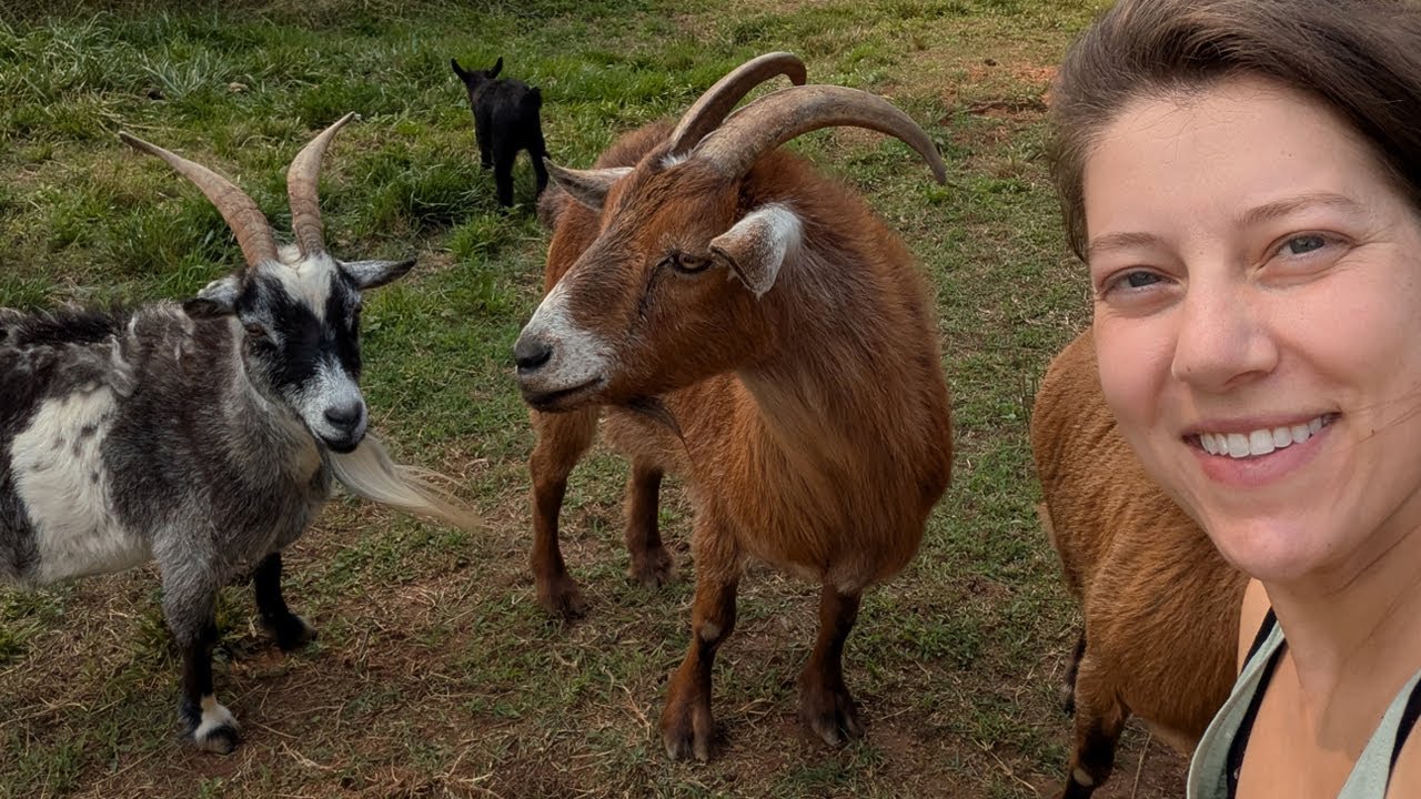 Отдыхаем с теленком, козами и свиньями! | Видеоблог за август 2025 г. | Ohcluck