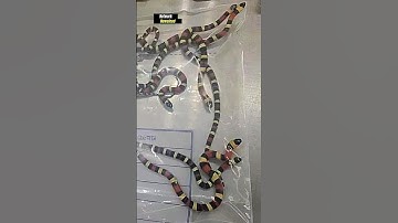 Người đàn ông nhét hơn 100 con rắn sống vào quần để buôn lậu