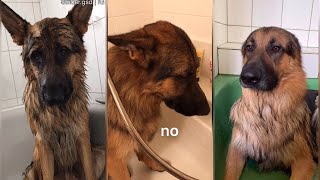 German Shepherd Hates Baths | Funny Compilation 