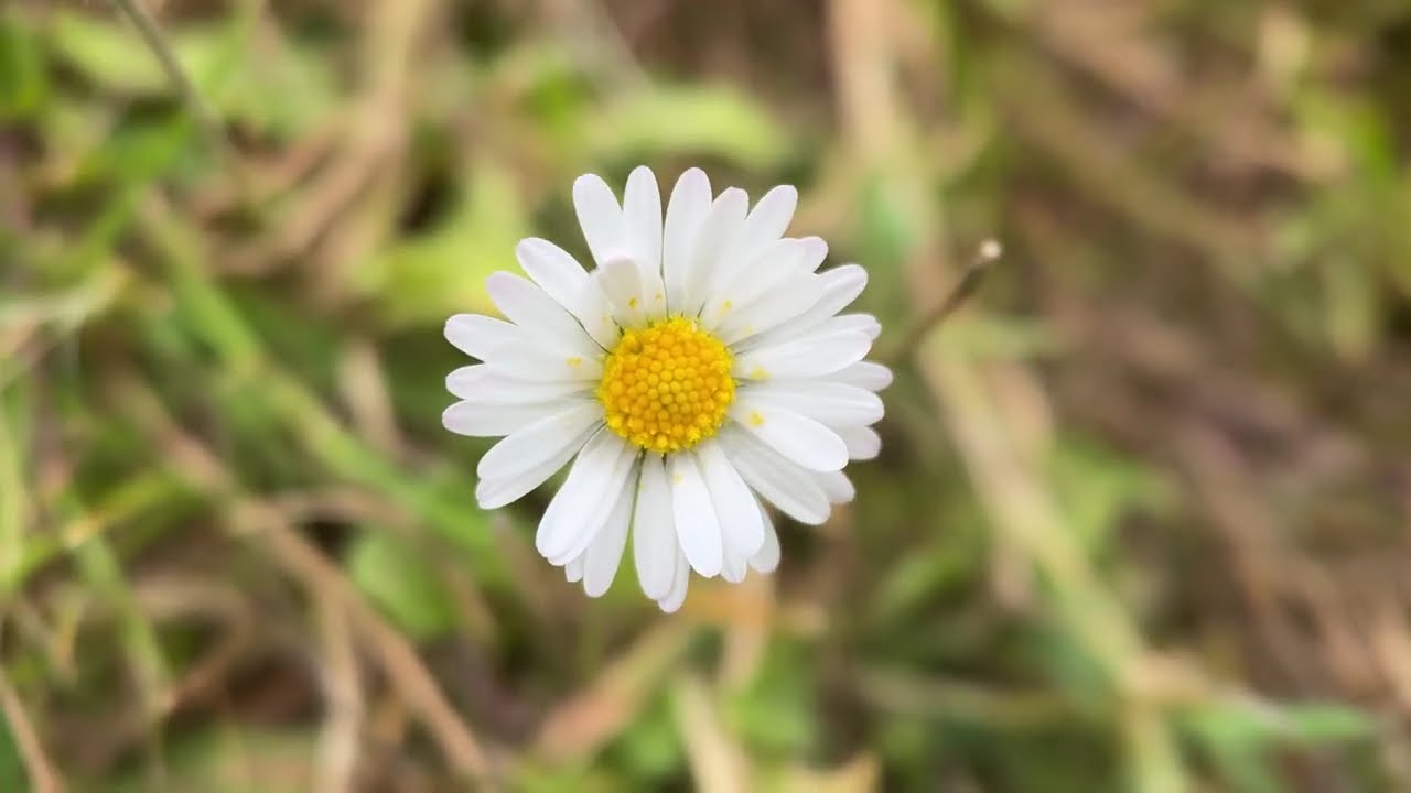 A small wild flower in the wind. A raw demo video for the iPhone macro lens.