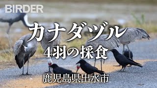 BIRDER「カナダヅル4羽の採食（Sandhill Carane）」（♪鳥くん）