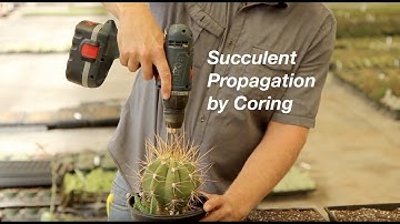 How to Propagate Succulents by Coring to Create Offsets