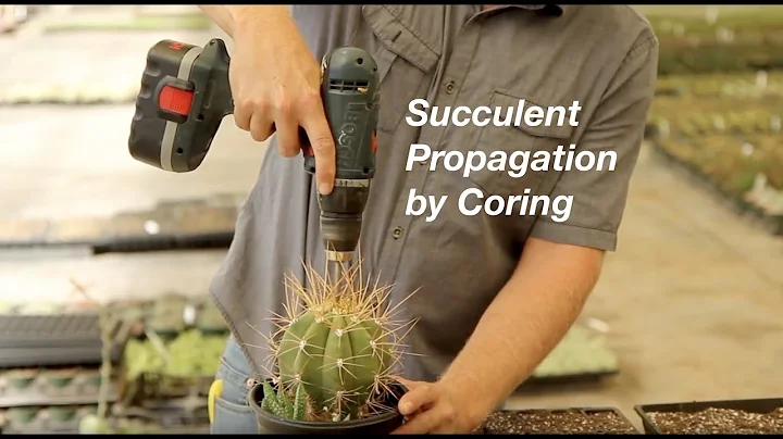 How to Propagate Succulents by Coring to Create Of...