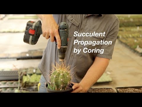 How to Propagate Succulents by Coring to Create Offsets