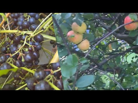 NAKATAGO ANG BUNGA NG UBAS, ISANG PUNO NG MANSANAS TATLONG KLASE ANG BUNGA #apple #grapetree #sweet