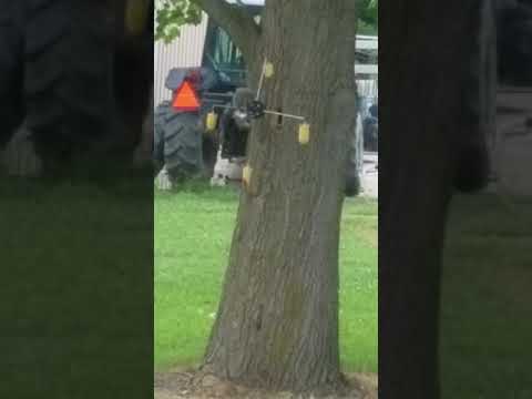 Funny Squirrel On A Twirl A Cob Squirrel Feeder Youtube