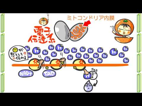 生物１章８話「ＡＴＰを作る呼吸」ｂｙWEB玉塾