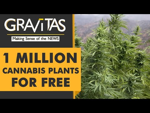 Gravitas: Thailand is giving away 1 million cannabis plants thumbnail
