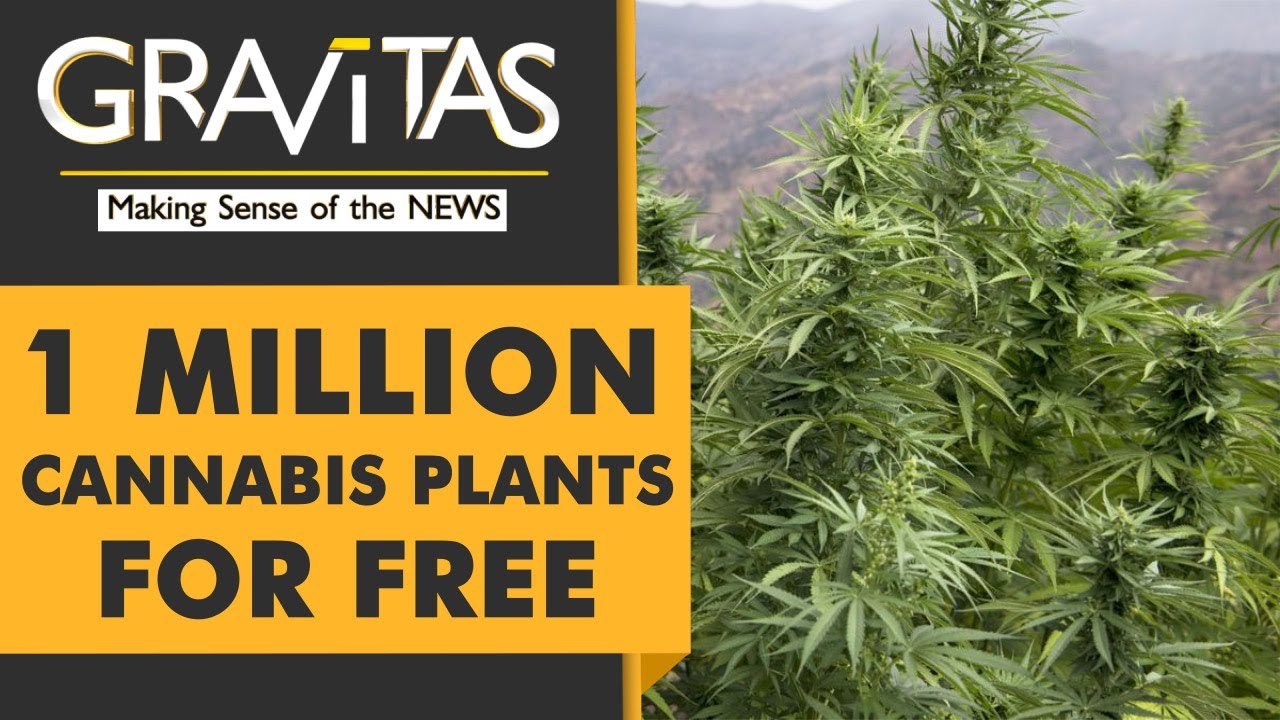 Gravitas: Thailand Is Giving Away 1 Million Cannabis Plants