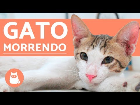 Vídeo: O Que Fazer Se Um Gato Estiver Doente