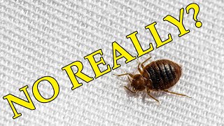 Bed Bugs  No Nonsense Elimination #bedbugs #solution