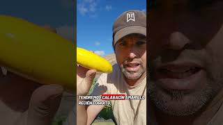 El Calabacín amarillo lo tendremos mañana en el Mercado de la Oliva.