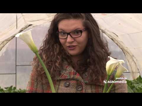 Video: Njega salate Ballade: saznajte više o uzgoju biljaka salate Ballade