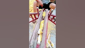 the traditional process of separating corn kernels from the cob #traditional #process #cornkernels