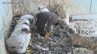 Osaka Peregrine Falcons/20240506/ 5th and  6th feeding