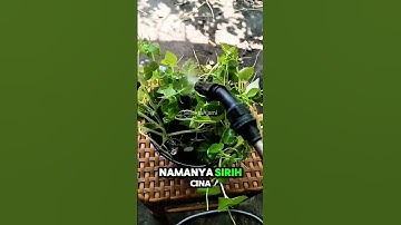 Rahasia Nenek! Tanaman Liar Ini Ampuh Obati Luka & Terbukti Secara Ilmiah #shorts