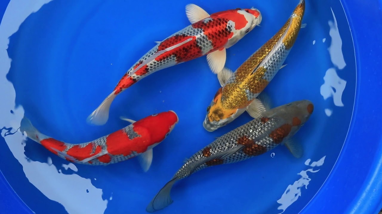 Cots Koi Auction ending 1 3 21 YouTube