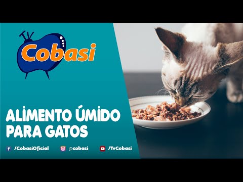 Alimento úmido para gatos