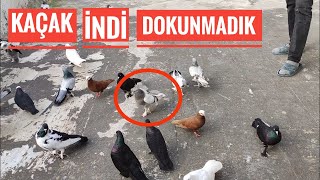 KAÇAK OYUN KUŞUNA HİÇ DOKUNMADIK!