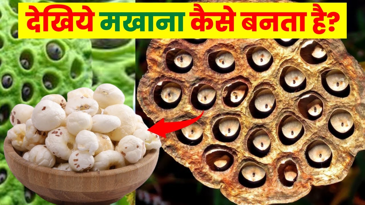 देखिए मखाना कैसे बनता है Makhana Kaise Banta hai Makhana Making