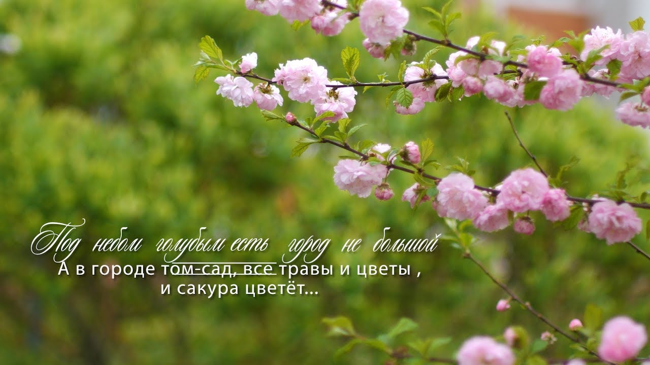 Цветет вишня цитаты. Рязань Сакура сад каталог. Где Сакура начинает цвести.