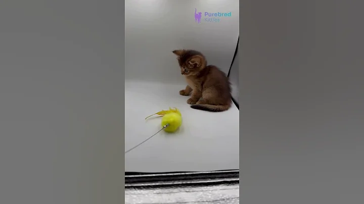 Video 11640501: somali kitten, adorable kitten