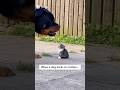 Big dog vs Kitten…🐶😾 #shorts