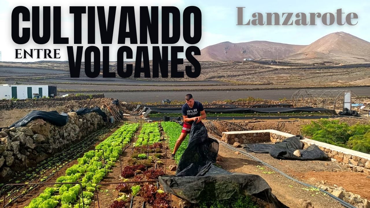 CULTIVANDO entre VOLCANES | Lanzarote