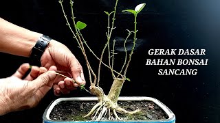 Cara Membuat Gerak Dasar Bahan Bonsai Sancang (Premna Microphylla)