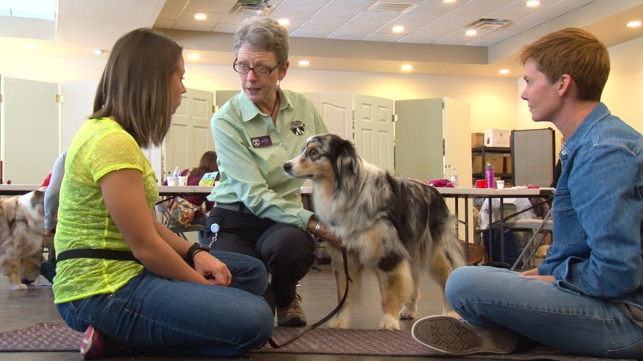 a dog trainer with the Victoria Stilwell Academy YouTube