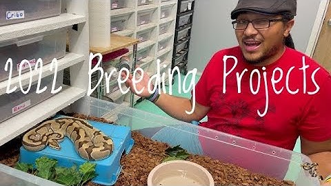 Starting Early! Planning 2022 Ball Python & Boa Breeding Season