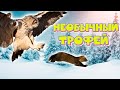 Охота на Соболя | Капканы: Необычный Трофей в Капкане