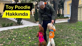 Toy Poodle Hakkında | Poodle Dünyası!