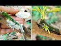 Hormone for grafting mango tree natural banana | Grafting results